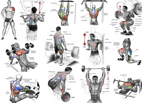 big muscle|The 10 Best Exercises to Build Muscle and Strength